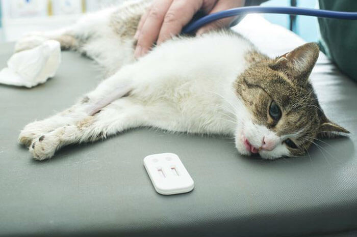 Bệnh Fiv ở mèo