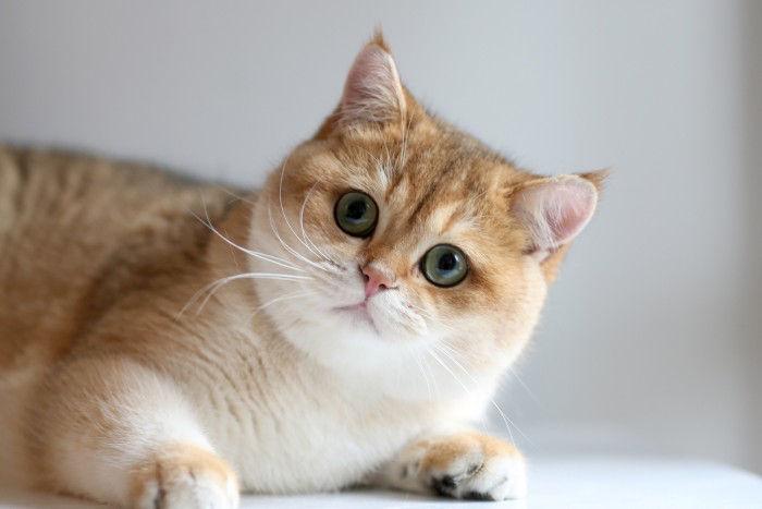 tuổi thọ của mèo anh lông ngắn