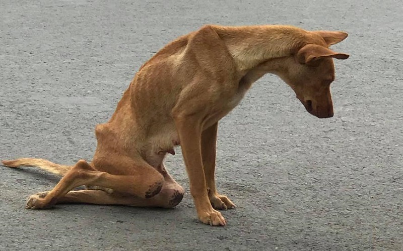 bệnh bại liệt ở chó 3