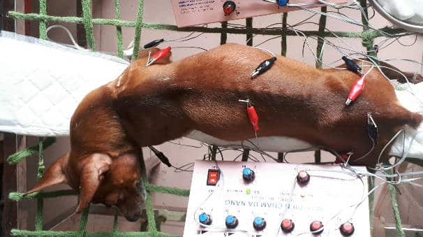 bệnh bại liệt ở chó 5