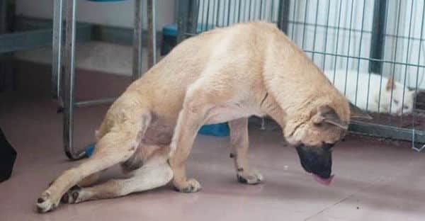 bệnh bại liệt ở chó 