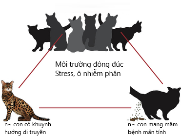 bệnh fip ở mèo 5