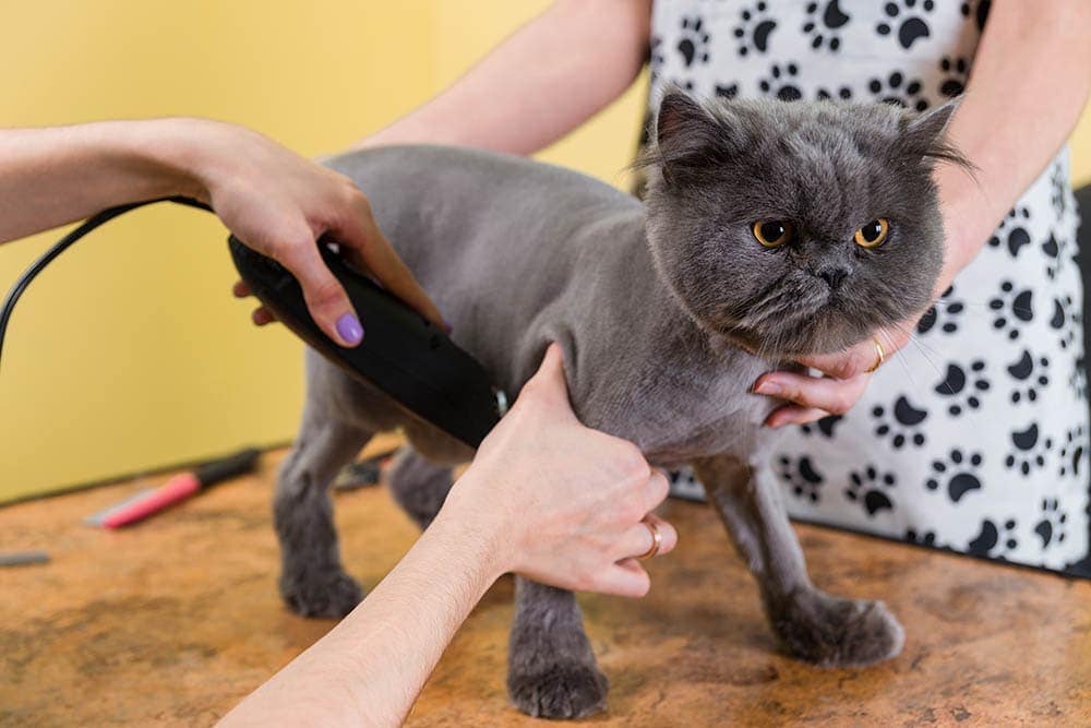 cách hạ nhiệt cho mèo vào hè 2