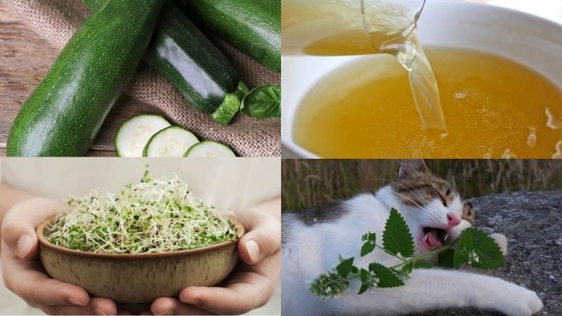 làm pate cho mèo tại nhà