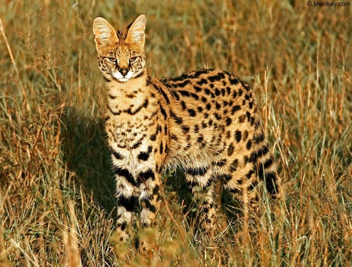 mèo đồng cỏ châu phi