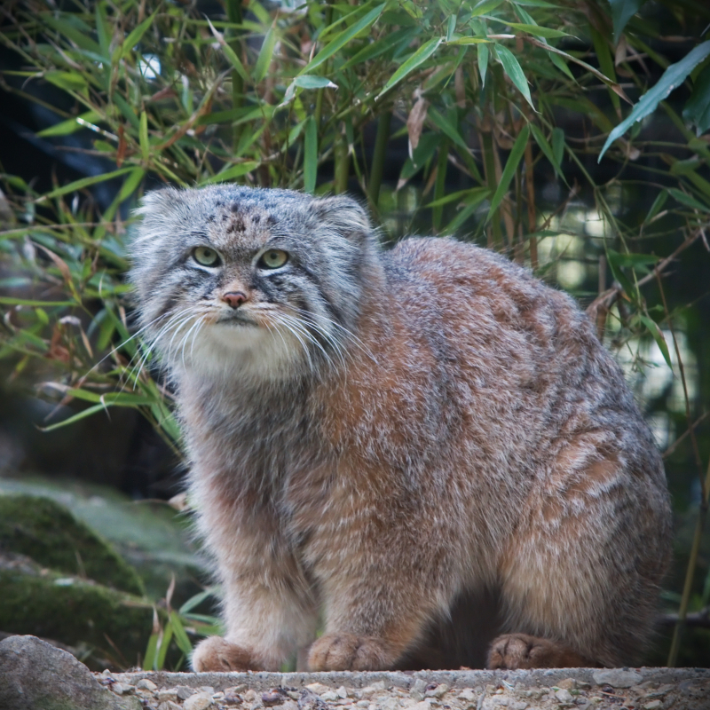 mèo manul 2