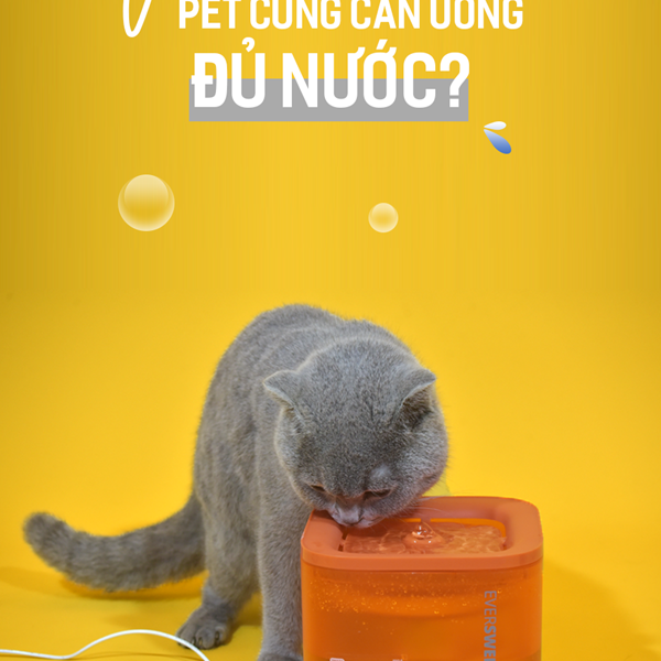 VÌ SAO PET CẦN UỐNG NHIỀU NƯỚC? LÀM THẾ NÀO ĐỂ KÍCH THÍCH PET UỐNG NHIỀU NƯỚC?