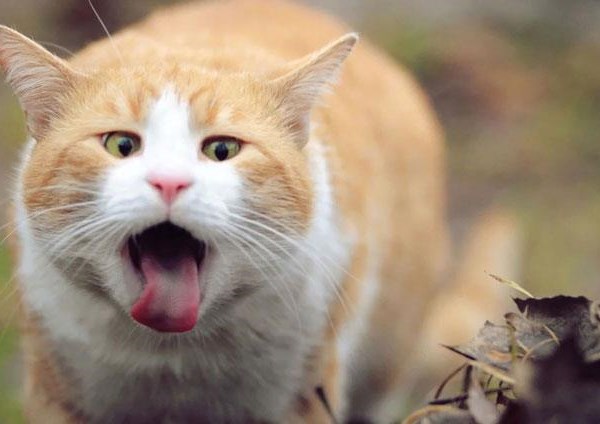 [Tránh nóng ngày hè cho mèo] Một số cách hạ nhiệt cho mèo khi hè nắng nóng