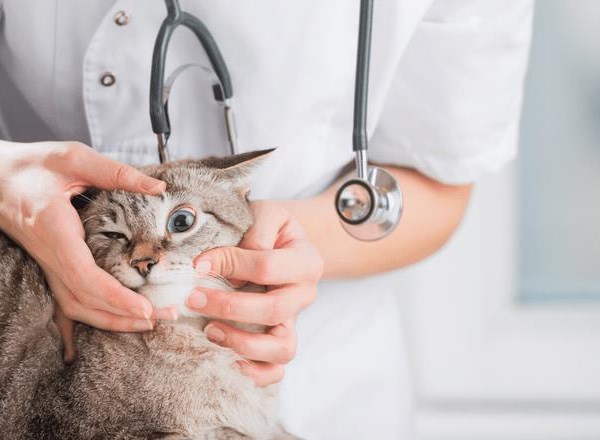 Cùng tìm hiểu nguyên nhân và cách xử lý khi mèo bị chảy nước mắt