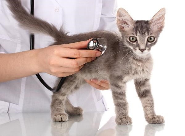Bệnh Fip ở mèo - Nguyên nhân, triệu chứng, phòng ngừa bệnh Fip cho mèo