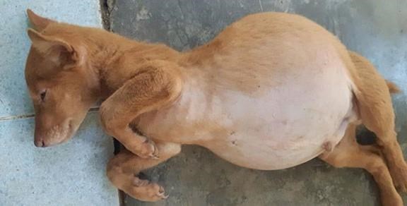 Cách phòng tránh và nguyên nhân gây chướng bụng ở chó