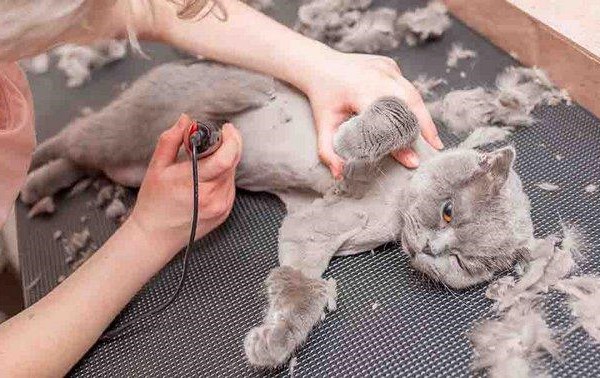 Nên hay không cạo lông chó mèo và những sai lầm thường gặp