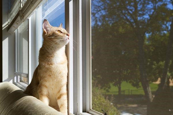 Những bí ẩn thú vị về loài mèo có thể bạn chưa biết