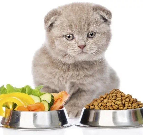 Những sai lầm thường gặp khi cho mèo ăn mà các sen cần lưu ý