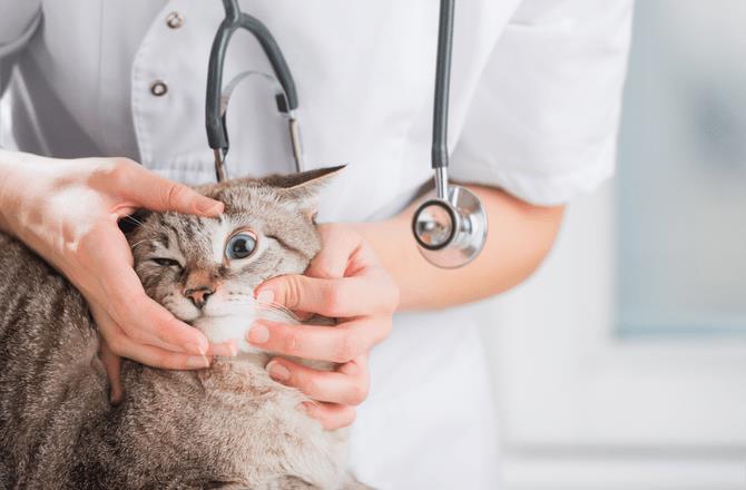 Cùng tìm hiểu nguyên nhân và cách xử lý khi mèo bị chảy nước mắt