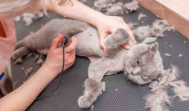 Nên hay không cạo lông chó mèo và những sai lầm thường gặp