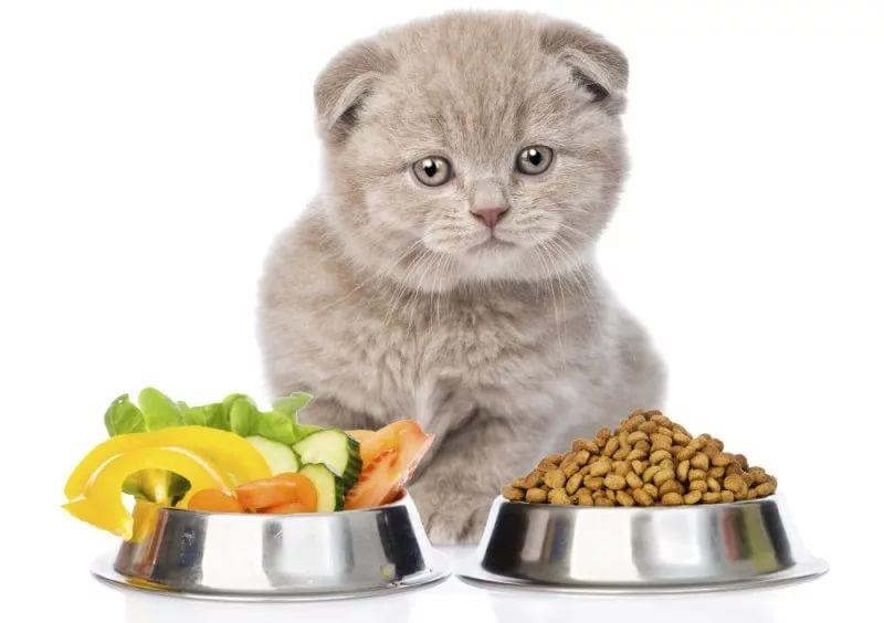 Những sai lầm thường gặp khi cho mèo ăn mà các sen cần lưu ý